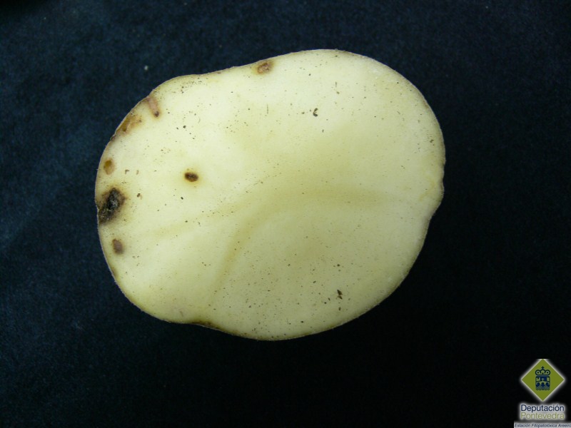 Polilla de la patata - Potatoe Moth - Couza da Pataca >> Sintoma del ataque de polilla en tuberculo.jpg